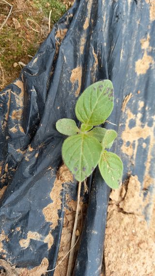 윤충기님의 참깨 · 병해충상담 작성글 사진