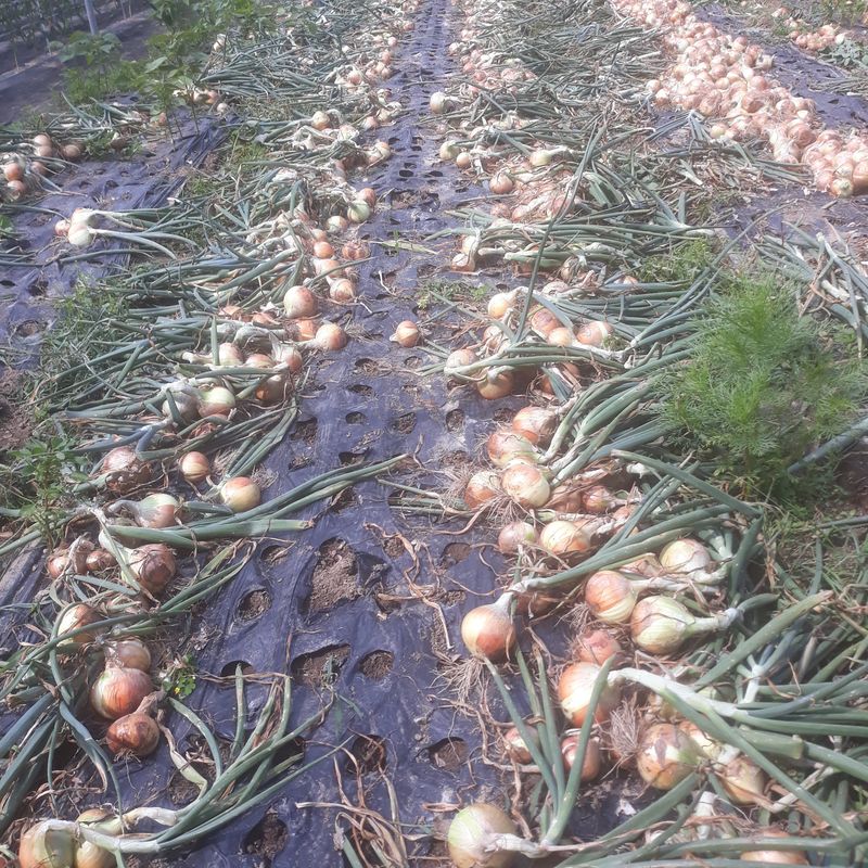 장터 상품 [양파10~20kg] 썸네일