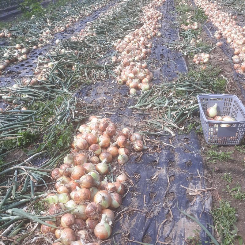 알 수 없음님의 장터 판매 상품 [양파10~20kg] 첨부 사진