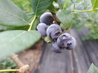 베리사랑득이농산님의 블루베리 · 자유게시판 작성글 사진