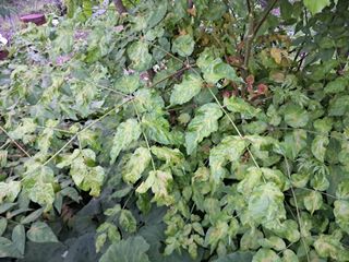 조명희님의 자유주제 · 자유게시판 작성글 사진