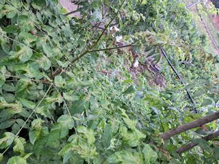 조명희님의 자유주제 · 자유게시판 작성글 사진