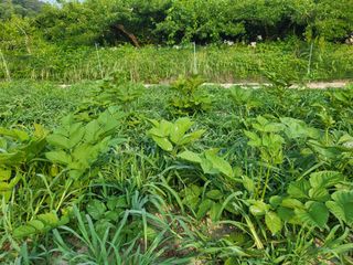 황정희님의 두릅 · 제초 작성글 사진