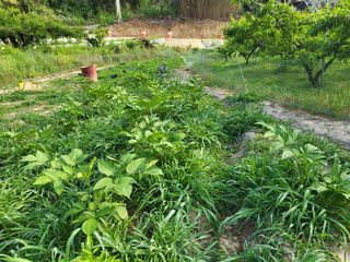 황정희님의 두릅 · 제초 작성글 사진