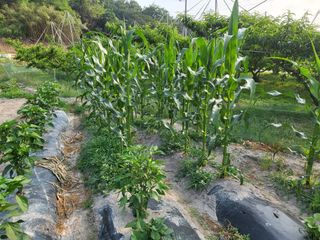 황정희님의 두릅 · 제초 작성글 사진