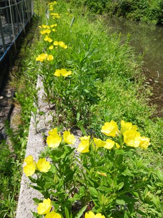 혁이네농원님의 농부님! 어떤 농약 쓰세요? · 참여 작성글 사진