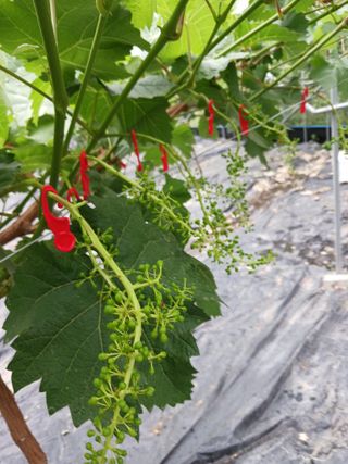 혁이네농원님의 농부님! 어떤 농약 쓰세요? · 참여 작성글 사진