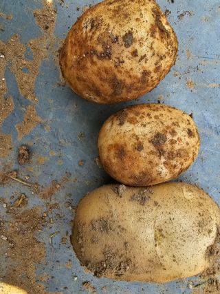 강화도농부남님의 감자 · 자유게시판 작성글 사진