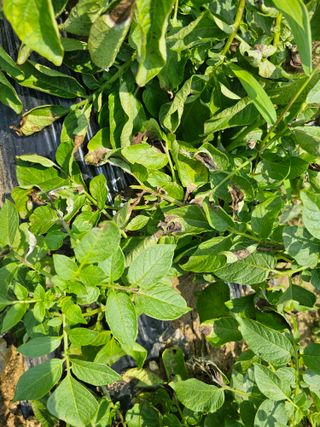 강화도농부남님의 감자 · 자유게시판 작성글 사진