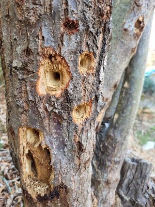 서길도님의 기타작물 · 병해충상담 작성글 사진