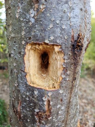 서길도님의 기타작물 · 병해충상담 작성글 사진