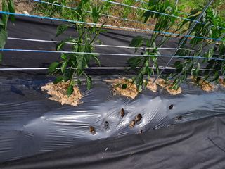 솜리아재님의 자유주제 · 자유게시판 작성글 사진