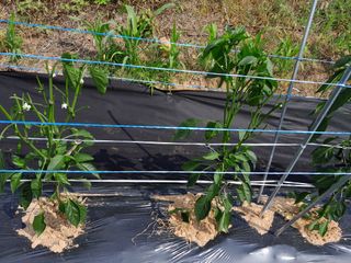 솜리아재님의 자유주제 · 자유게시판 작성글 사진