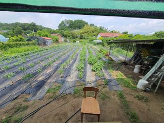 안젤로니아님의 고추 · 비료•농약 작성글 사진