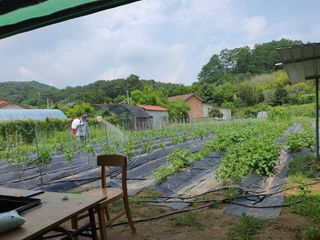 안젤로니아님의 고추 · 비료•농약 작성글 사진
