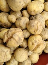 팜모닝 감자·자유게시판 게시글 이미지