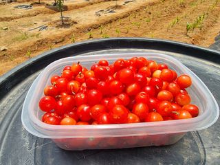 파이빠님의 장터이야기 · 자유게시판 작성글 사진