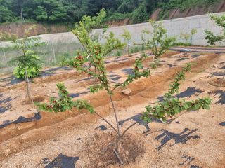 파이빠님의 장터이야기 · 자유게시판 작성글 사진