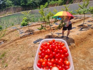 파이빠님의 장터이야기 · 자유게시판 작성글 사진