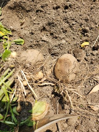 이인구님의 감자 · 병해충상담 작성글 사진