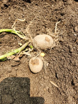 이인구님의 감자 · 병해충상담 작성글 사진