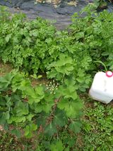 팜모닝 감자·병해충상담 게시글 이미지