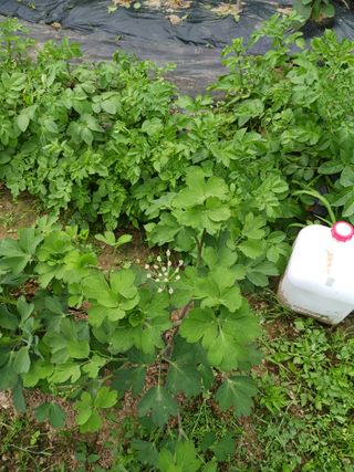 새싹사랑님의 감자 · 병해충상담 작성글 사진