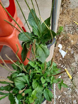 알 수 없음님의 기타작물 · 자유게시판 작성글 사진