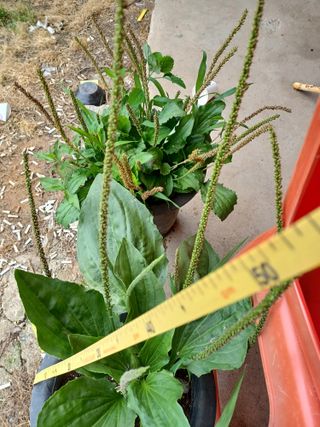 알 수 없음님의 기타작물 · 자유게시판 작성글 사진