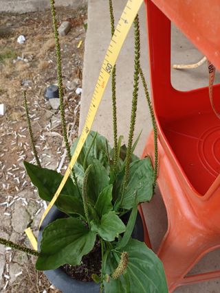 알 수 없음님의 기타작물 · 자유게시판 작성글 사진