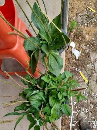 알 수 없음님의 기타작물 · 자유게시판 작성글 사진