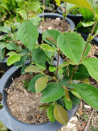 알 수 없음님의 기타작물 · 자유게시판 작성글 사진