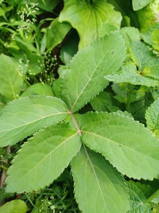 알 수 없음님의 기타작물 · 자유게시판 작성글 사진