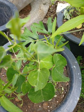 알 수 없음님의 기타작물 · 자유게시판 작성글 사진