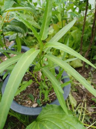 알 수 없음님의 기타작물 · 자유게시판 작성글 사진