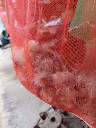 알 수 없음님의 기타작물 · 자유게시판 작성글 사진