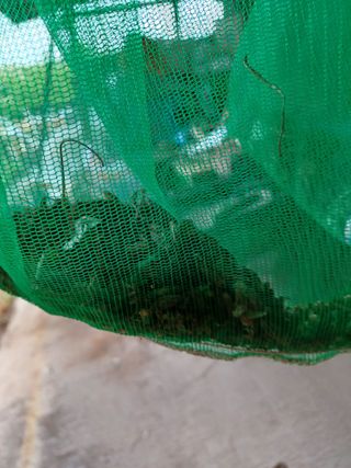 알 수 없음님의 기타작물 · 자유게시판 작성글 사진