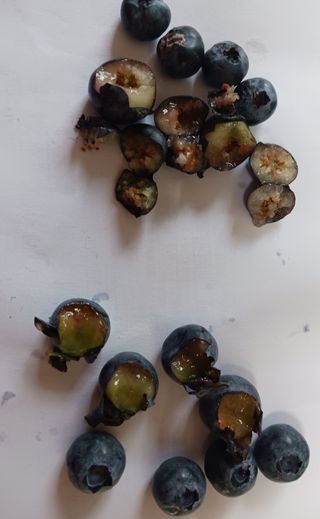 유용순님의 블루베리 · 병해충상담 작성글 사진