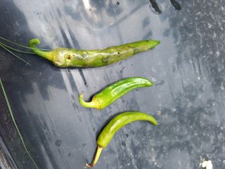 강행선님의 고추 · 병해충상담 작성글 사진