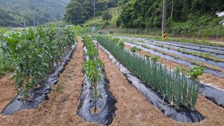 백경님의 농부님! 어떤 농약 쓰세요? · 참여 작성글 사진
