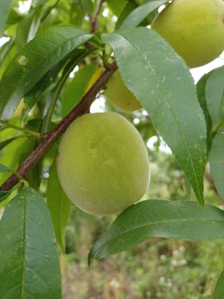 알 수 없음님의 기타작물 · 자유게시판 작성글 사진
