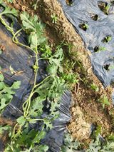 팜모닝 기타작물·병해충상담 게시글 이미지