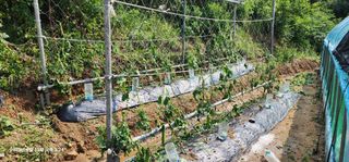 송곡손병국님의 자유주제 · 자유게시판 작성글 사진