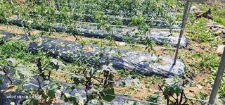 송곡손병국님의 자유주제 · 자유게시판 작성글 사진