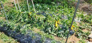 송곡손병국님의 자유주제 · 자유게시판 작성글 사진