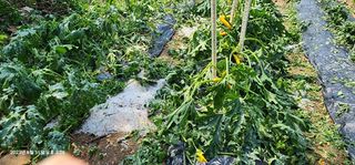 송곡손병국님의 자유주제 · 자유게시판 작성글 사진