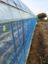 팜모닝 고추·병해충상담 게시글 이미지