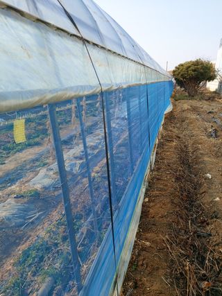 허나두울셋님의 고추 · 병해충상담 작성글 사진