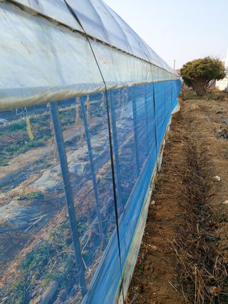 허나두울셋님의 고추 · 병해충상담 작성글 사진