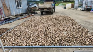 백호순(후추)님의 마늘 · 일상 작성글 사진